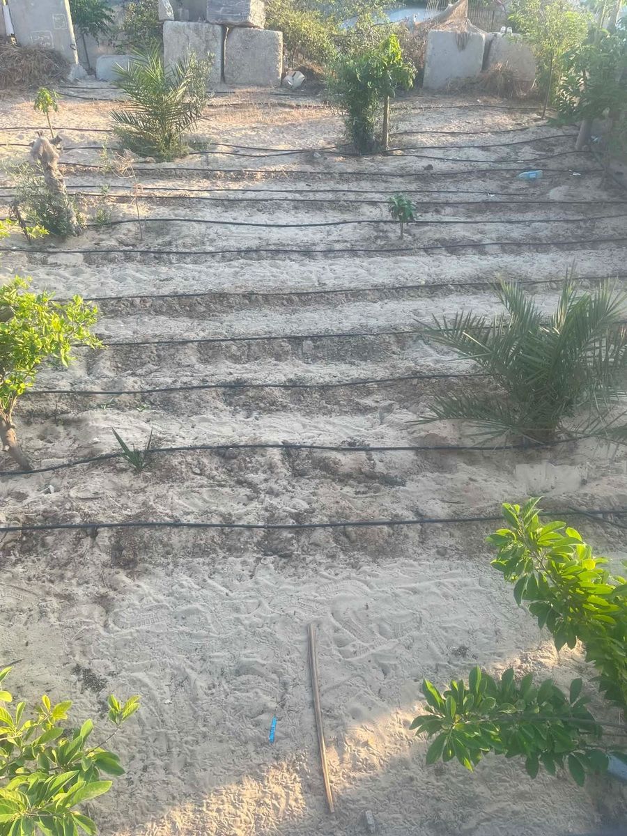 Drip irrigation system with young plants